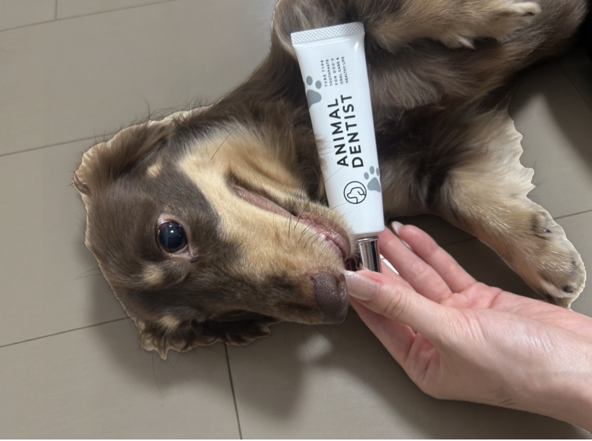 ANIMAL DENTIST