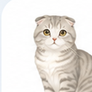 スコティッシュフォールド